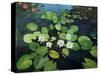 Water Lilies-kirilstanchev-Stretched Canvas