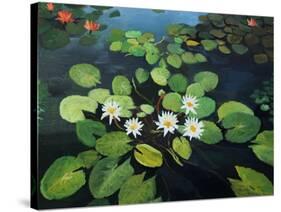 Water Lilies-kirilstanchev-Stretched Canvas