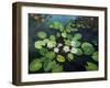 Water Lilies-kirilstanchev-Framed Art Print