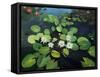 Water Lilies-kirilstanchev-Framed Stretched Canvas