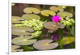 Water-lilies-Michael Nolan-Framed Photographic Print