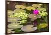 Water-lilies-Michael Nolan-Framed Photographic Print