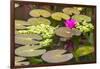 Water-lilies-Michael Nolan-Framed Photographic Print