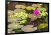 Water-lilies-Michael Nolan-Framed Photographic Print