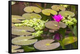 Water-lilies-Michael Nolan-Framed Stretched Canvas