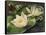 Water Lilies-Albert Williams-Framed Stretched Canvas