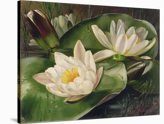 Water Lilies-Albert Williams-Stretched Canvas