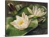 Water Lilies-Albert Williams-Stretched Canvas