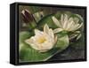 Water Lilies-Albert Williams-Framed Stretched Canvas