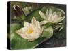Water Lilies-Albert Williams-Stretched Canvas