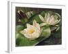 Water Lilies-Albert Williams-Framed Giclee Print