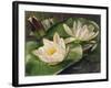 Water Lilies-Albert Williams-Framed Giclee Print