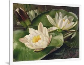 Water Lilies-Albert Williams-Framed Giclee Print