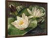 Water Lilies-Albert Williams-Framed Giclee Print