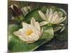 Water Lilies-Albert Williams-Mounted Giclee Print
