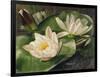 Water Lilies-Albert Williams-Framed Giclee Print