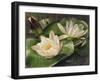 Water Lilies-Albert Williams-Framed Giclee Print