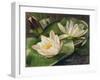 Water Lilies-Albert Williams-Framed Giclee Print