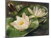 Water Lilies-Albert Williams-Mounted Giclee Print