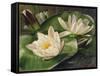 Water Lilies-Albert Williams-Framed Stretched Canvas