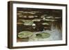 Water Lilies-Julius Sergius Klever-Framed Giclee Print