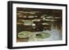 Water Lilies-Julius Sergius Klever-Framed Giclee Print