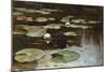 Water Lilies-Julius Sergius Klever-Mounted Giclee Print