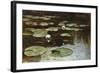 Water Lilies-Julius Sergius Klever-Framed Giclee Print