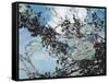 Water Lilies-Rusty Frentner-Framed Stretched Canvas