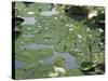 Water Liliy at Yuanmingyuan, Beijing, China-Kober Christian-Stretched Canvas