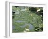 Water Liliy at Yuanmingyuan, Beijing, China-Kober Christian-Framed Photographic Print