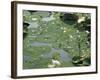 Water Liliy at Yuanmingyuan, Beijing, China-Kober Christian-Framed Photographic Print