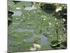 Water Liliy at Yuanmingyuan, Beijing, China-Kober Christian-Mounted Photographic Print