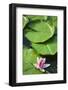 Water Liliy at Yuanmingyuan (Old Summer Palace), Beijing China, Asia-Christian Kober-Framed Photographic Print