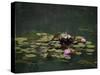 Water Lillies-J.D. Mcfarlan-Stretched Canvas