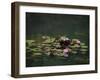 Water Lillies-J.D. Mcfarlan-Framed Photographic Print