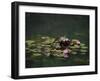 Water Lillies-J.D. Mcfarlan-Framed Photographic Print