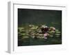 Water Lillies-J.D. Mcfarlan-Framed Photographic Print