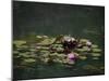 Water Lillies-J.D. Mcfarlan-Mounted Photographic Print