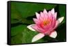 Water Lilly Aka Nymphaea-Minerva Studio-Framed Stretched Canvas