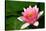 Water Lilly Aka Nymphaea-Minerva Studio-Stretched Canvas