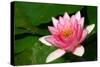 Water Lilly Aka Nymphaea-Minerva Studio-Stretched Canvas