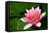 Water Lilly Aka Nymphaea-Minerva Studio-Framed Stretched Canvas