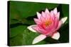 Water Lilly Aka Nymphaea-Minerva Studio-Stretched Canvas