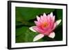 Water Lilly Aka Nymphaea-Minerva Studio-Framed Photographic Print