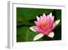 Water Lilly Aka Nymphaea-Minerva Studio-Framed Photographic Print