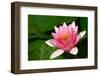 Water Lilly Aka Nymphaea-Minerva Studio-Framed Photographic Print