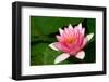 Water Lilly Aka Nymphaea-Minerva Studio-Framed Photographic Print