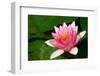 Water Lilly Aka Nymphaea-Minerva Studio-Framed Photographic Print