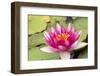 Water lilly bloom and lily pads in a pond.-Tom Haseltine-Framed Photographic Print
